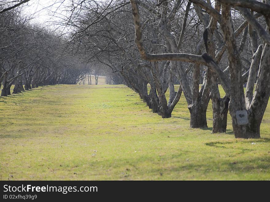 Bald Branches