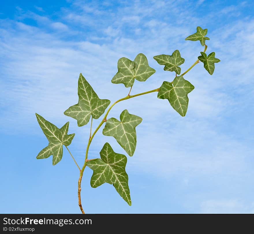 Ivy on sky background