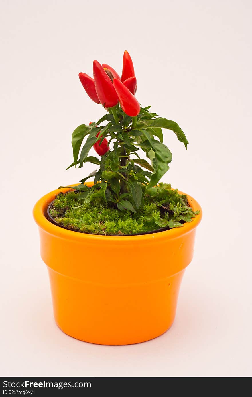 Small red decorative chilli pepper