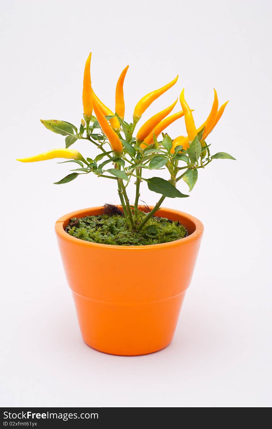 Small yellow decorative chili plant in an orange pot