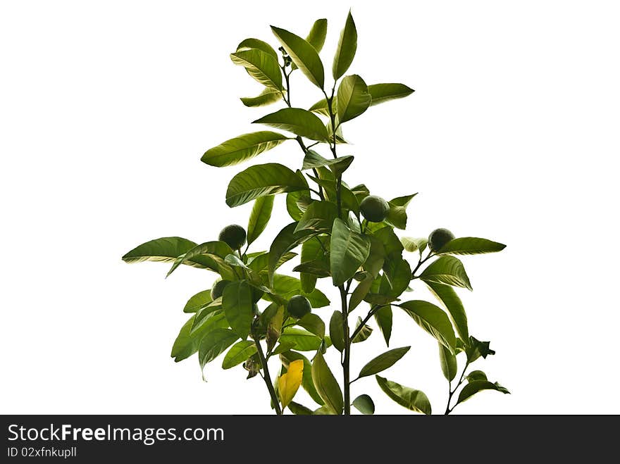 Green immature mandarins on a tree with green leaves. Green immature mandarins on a tree with green leaves