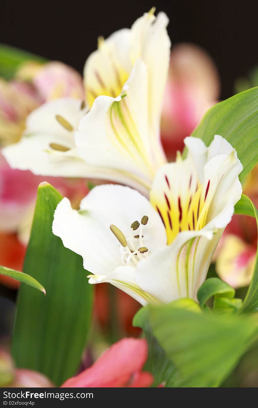 Alstroemeria Flowers