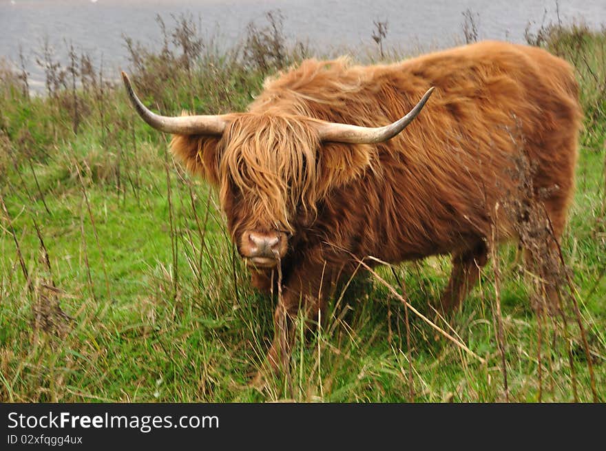 Highland cattle