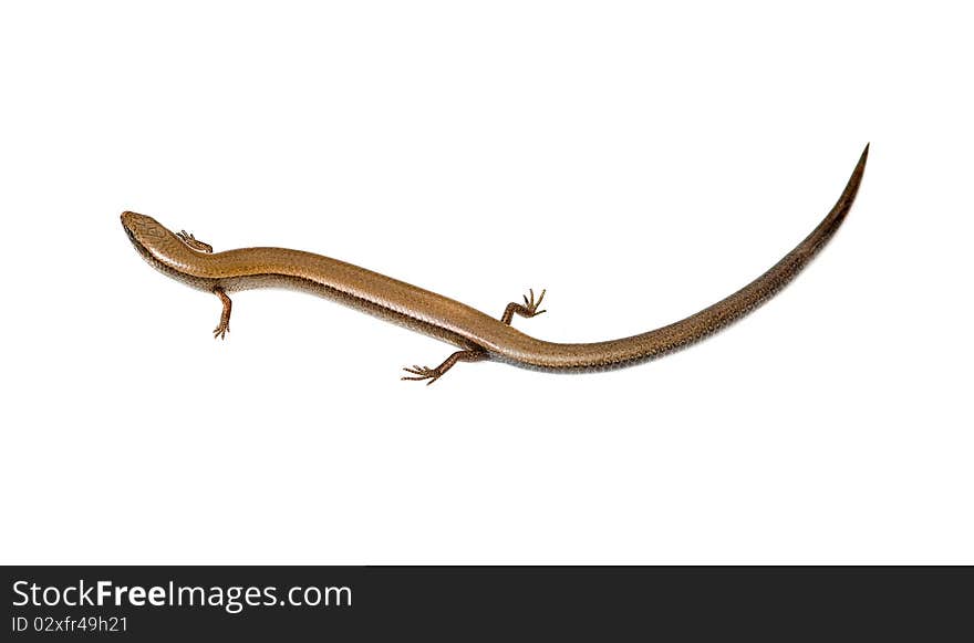 European copper skink