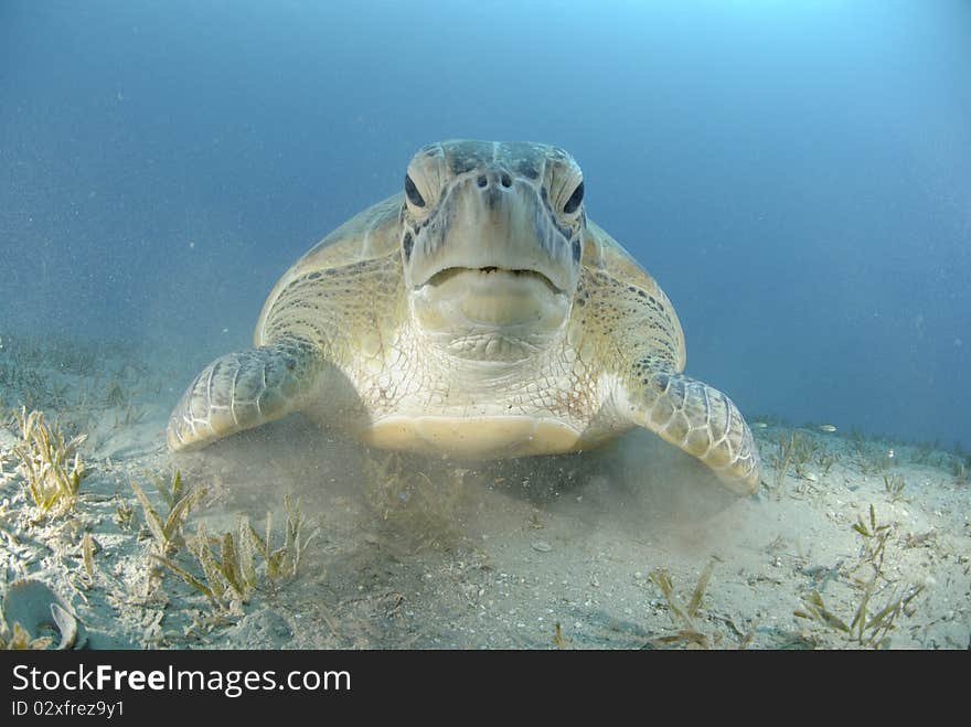 Green turtle on a bed of seagrass.