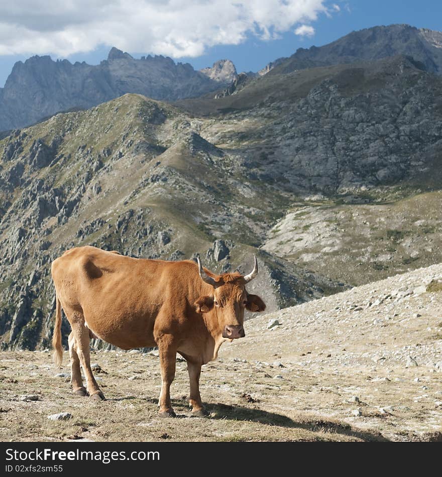 Nature around famous hiking path GR20 at Corsica with the famous cows on the path at high altitude.