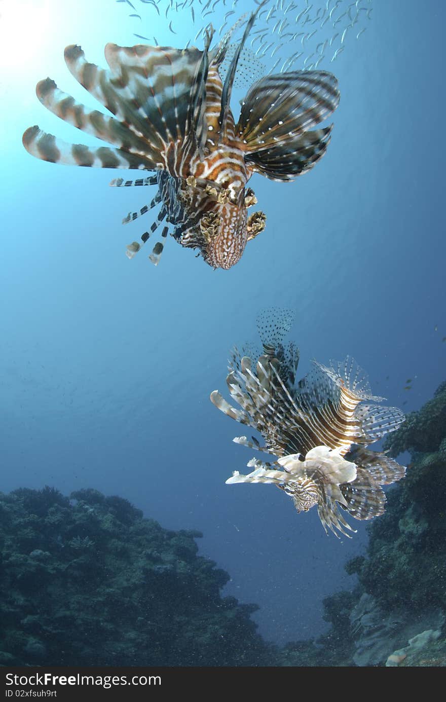 Low angle view of two common lionfish.