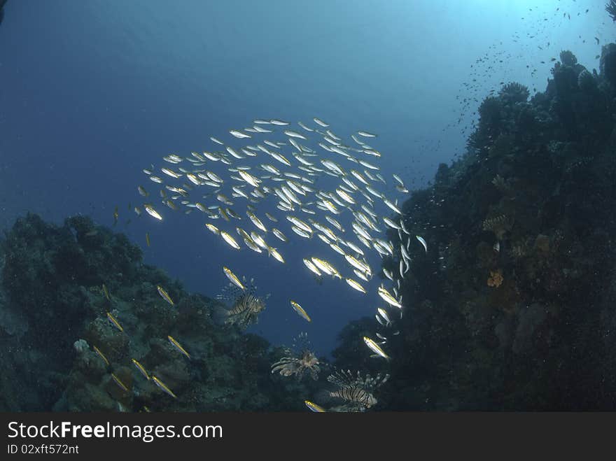 Common Lionfish and school of small bait fish