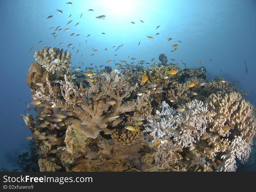 Tropical Hard and soft coral reef and fish. Tropical Hard and soft coral reef and fish