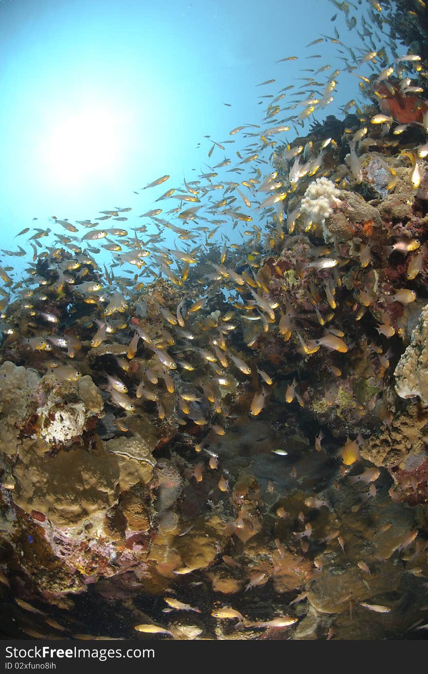 School of glass fish (parapriacanthus ransonneti) over coral reef with sunball in the background. Red Sea, Egypt. School of glass fish (parapriacanthus ransonneti) over coral reef with sunball in the background. Red Sea, Egypt.