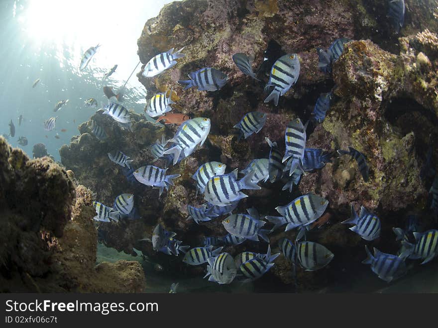 School of Sergeant major fish (abudefduf vaigiensis). Red Sea, Egypt.