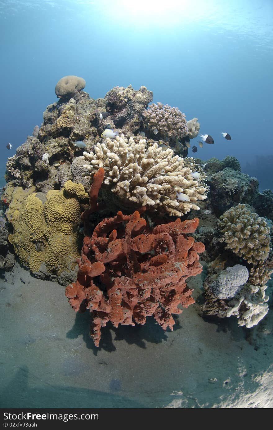 Tropcal reef scene in shallow blue water. Red Sea, Egypt. Tropcal reef scene in shallow blue water. Red Sea, Egypt.