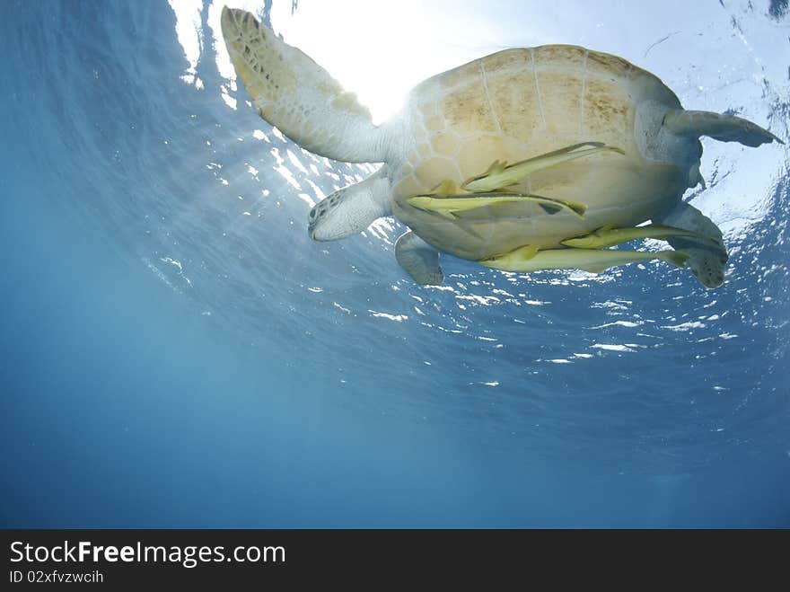 Green Turtle (chelonia mydas), endangered species, Adult female close to the ocean surface. Red Sea, Egypt. Green Turtle (chelonia mydas), endangered species, Adult female close to the ocean surface. Red Sea, Egypt.