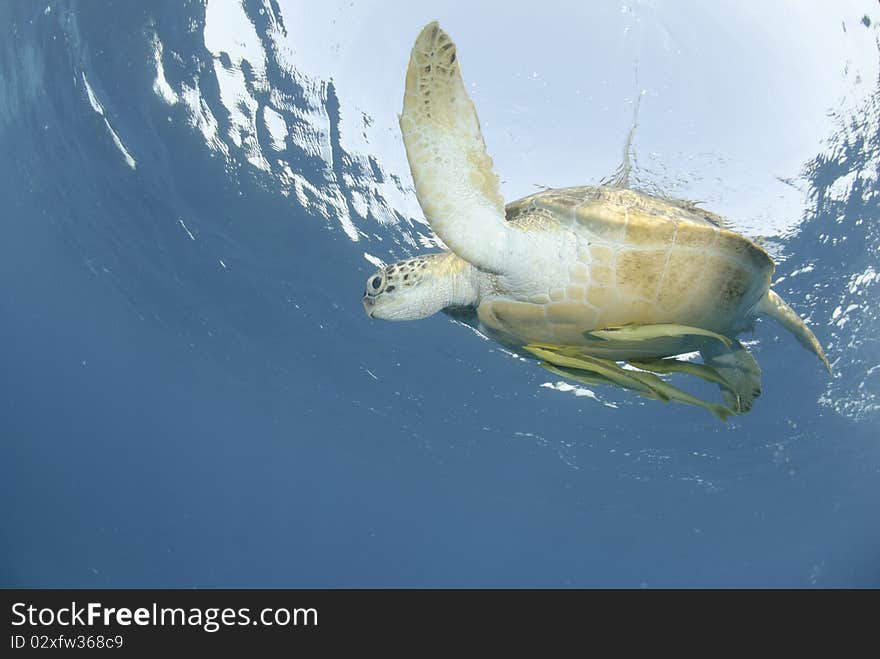 Green Turtle (chelonia mydas), endangered species, Adult female close to the ocean surface. Red Sea, Egypt. Green Turtle (chelonia mydas), endangered species, Adult female close to the ocean surface. Red Sea, Egypt.