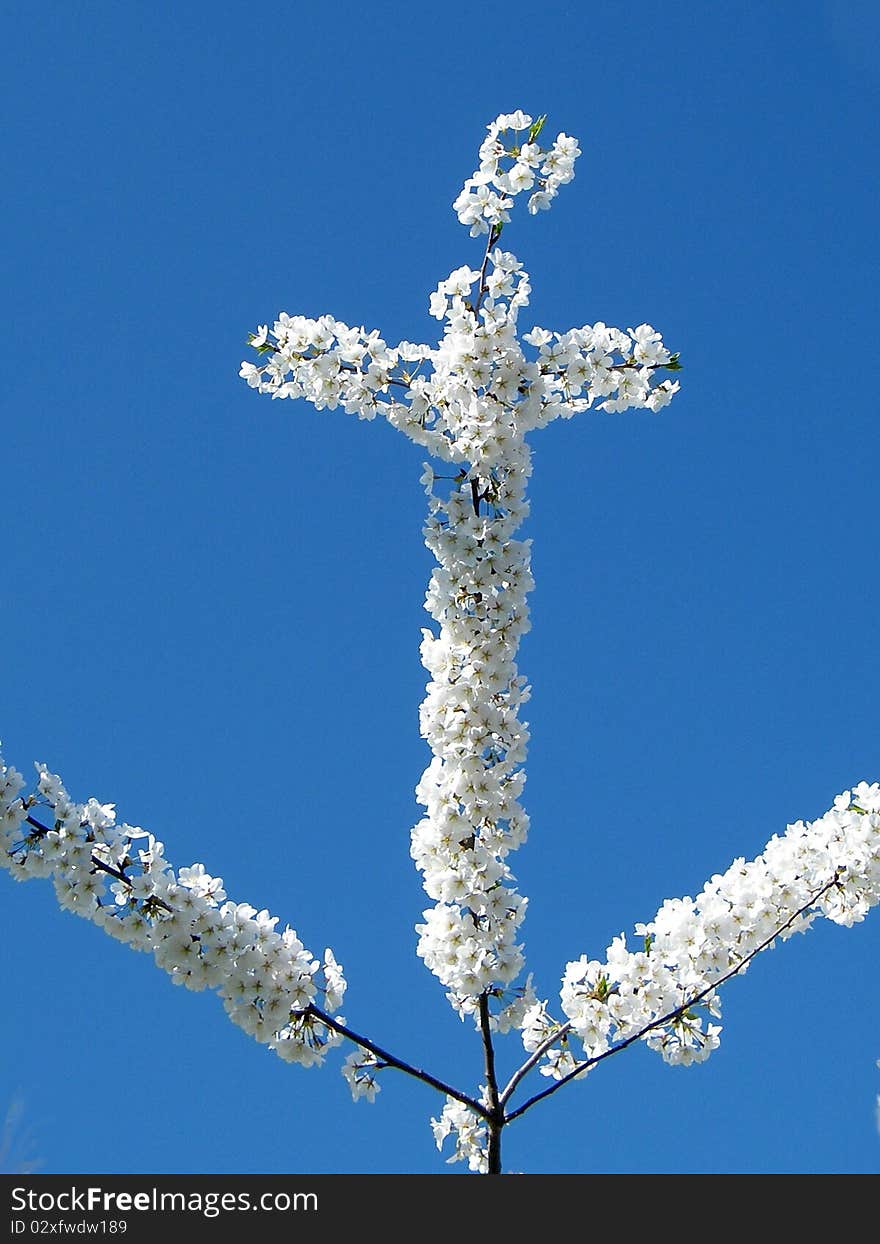 Branch of the White Cherry Blossoms in the form of cross in Tysons Corner near Washington DC, USA. Branch of the White Cherry Blossoms in the form of cross in Tysons Corner near Washington DC, USA