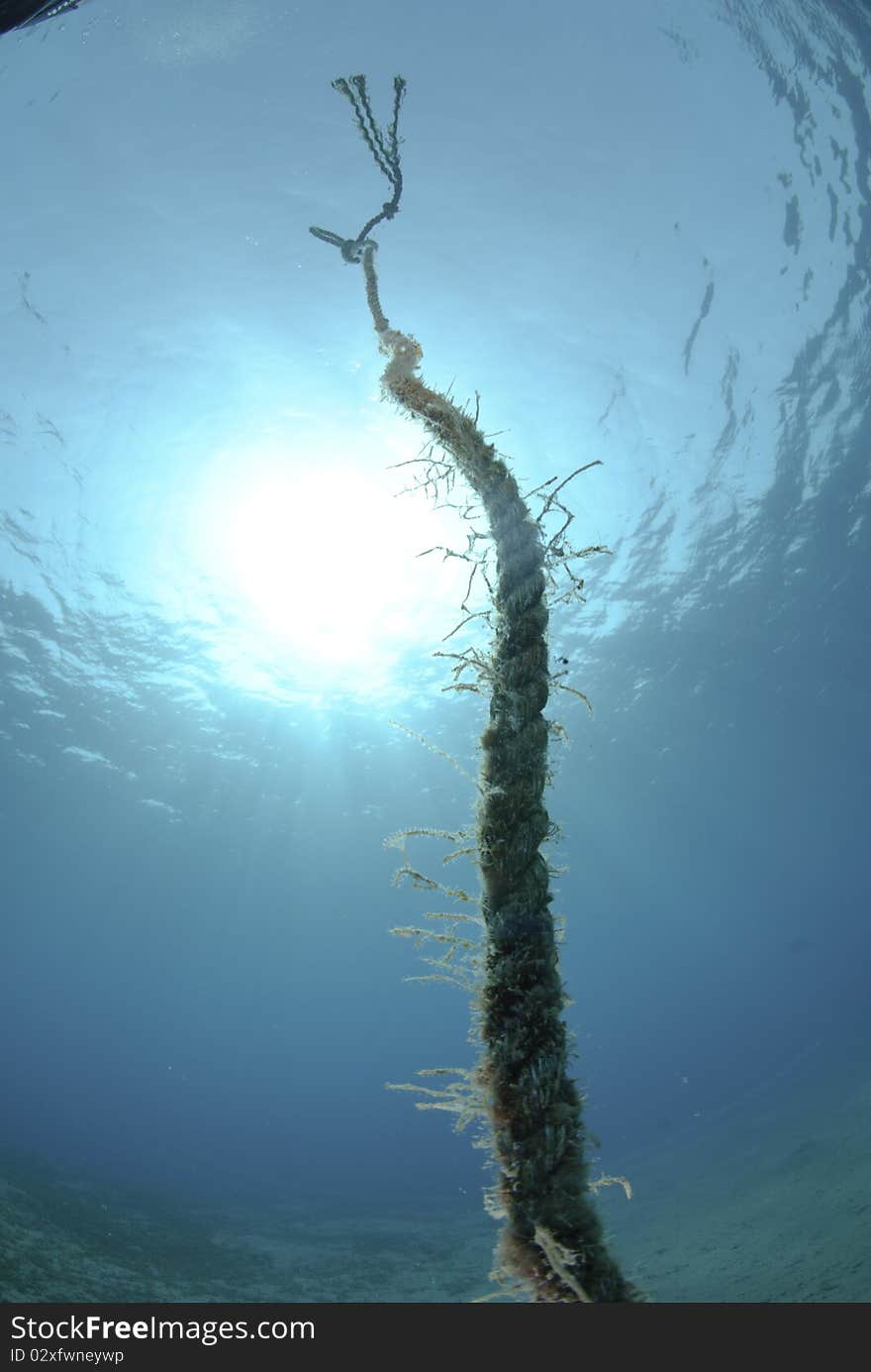 Rope leading up to the ocean surface. Rope leading up to the ocean surface