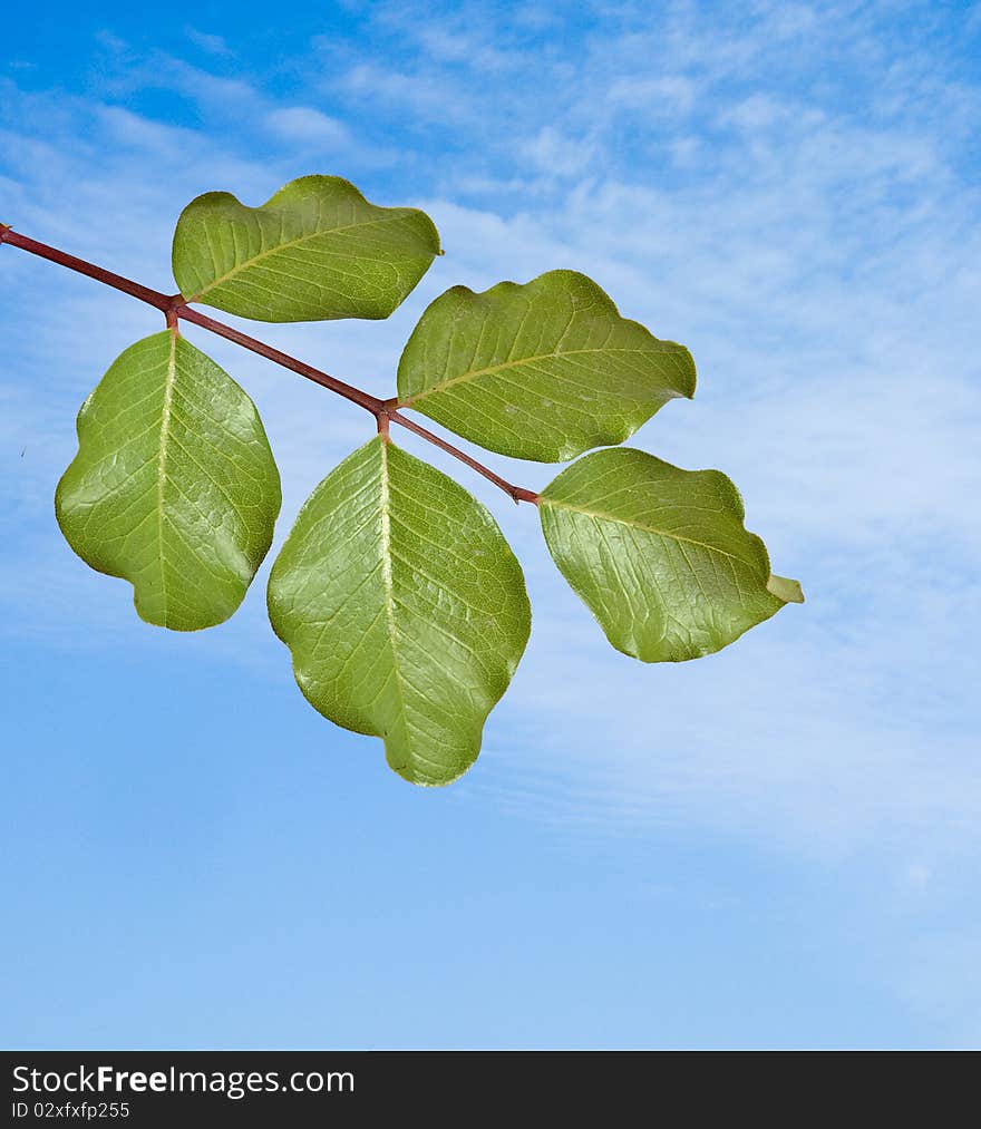 Oak branch