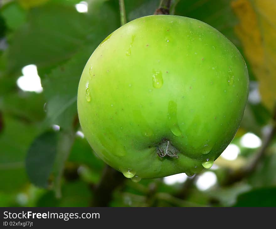 A green bramley cooking apple on the tree with morning dew droplets. A green bramley cooking apple on the tree with morning dew droplets.