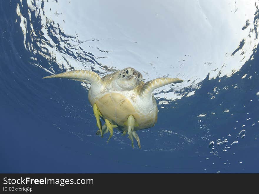 Green Turtle (chelonia mydas), endangered species, Adult female close to the ocean surface. Red Sea, Egypt. Green Turtle (chelonia mydas), endangered species, Adult female close to the ocean surface. Red Sea, Egypt.