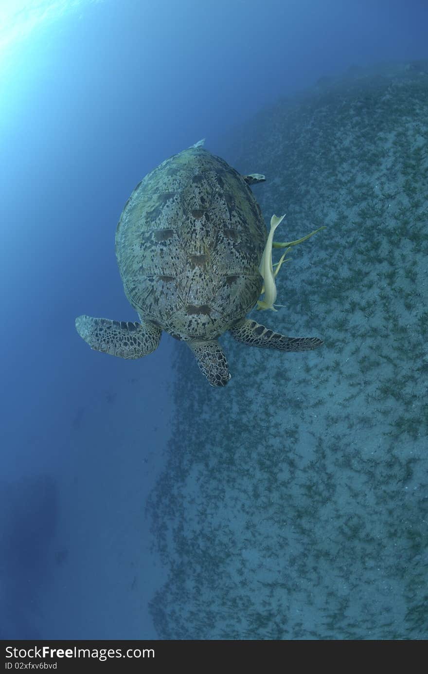 Green Turtle (chelonia mydas), endangered species, swimming down towards a bed of seagrass. Red Sea, Egypt. Green Turtle (chelonia mydas), endangered species, swimming down towards a bed of seagrass. Red Sea, Egypt.