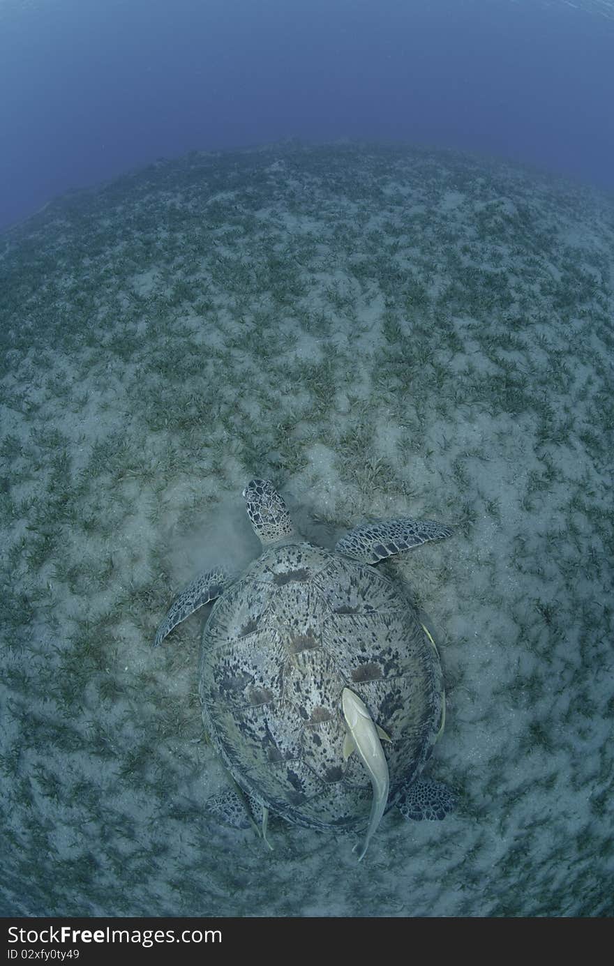 Fish eye shot of a Green Turtle (chelonia mydas), endangered species, resting on a bed of seagrass. Red Sea, Egypt. Fish eye shot of a Green Turtle (chelonia mydas), endangered species, resting on a bed of seagrass. Red Sea, Egypt.