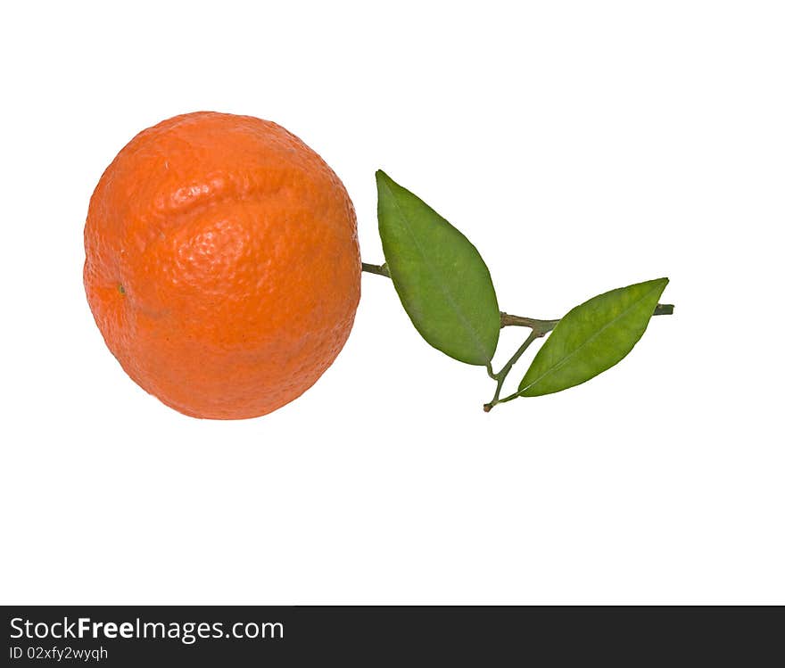 Close up of Tangerine on branch