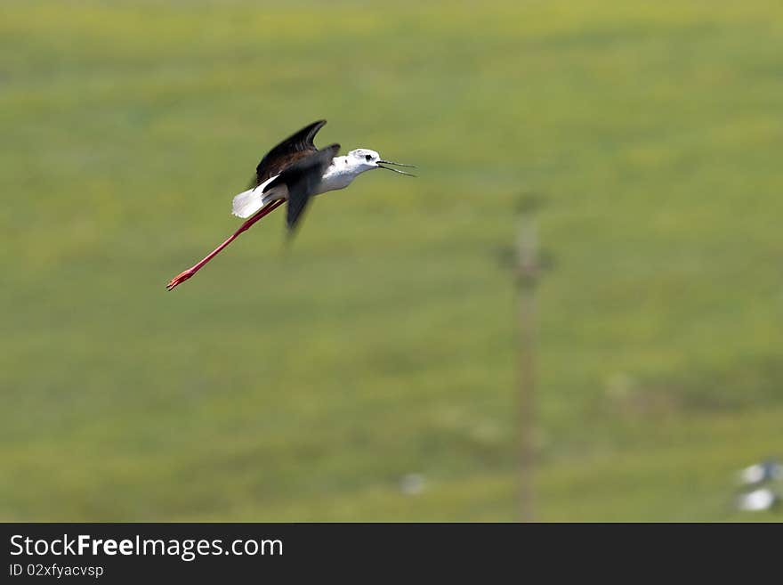 Black Winged Stilt in flight