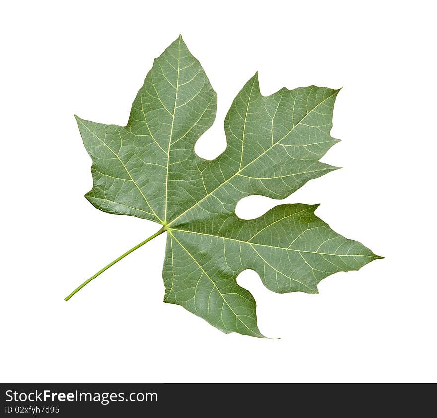 Close up of leaf