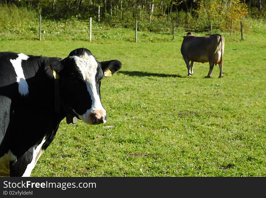 Cows on the meadow - taken in Tirol, Austria.