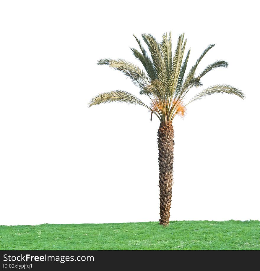 Palm tree