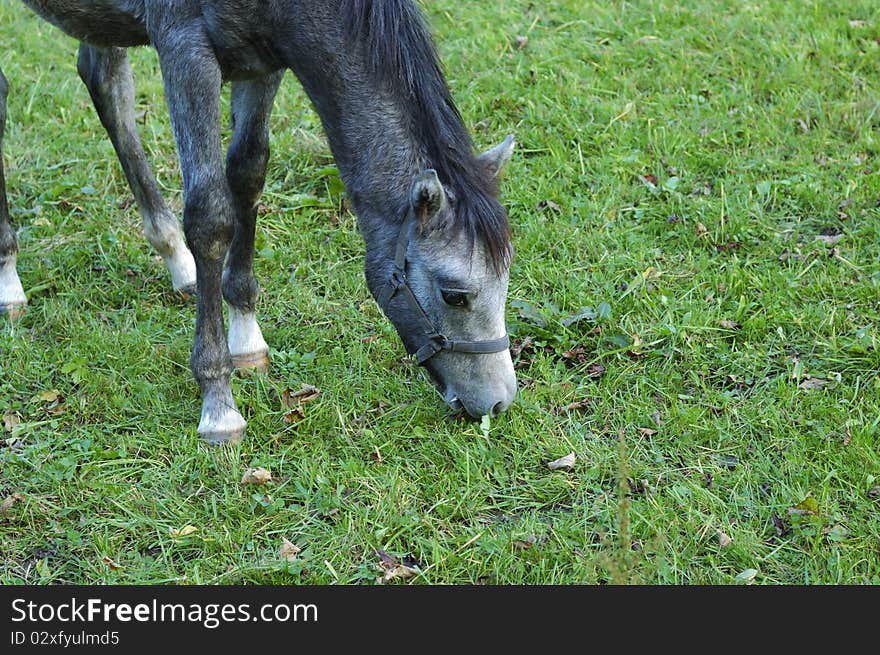 Colt on the meadow - taken in Tirol, Austria.