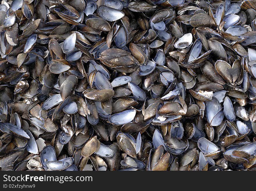 Seashells all over. Empty blue mussels as a background picture.