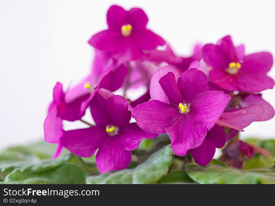 A bouquet of purple flowers isolated on white surface