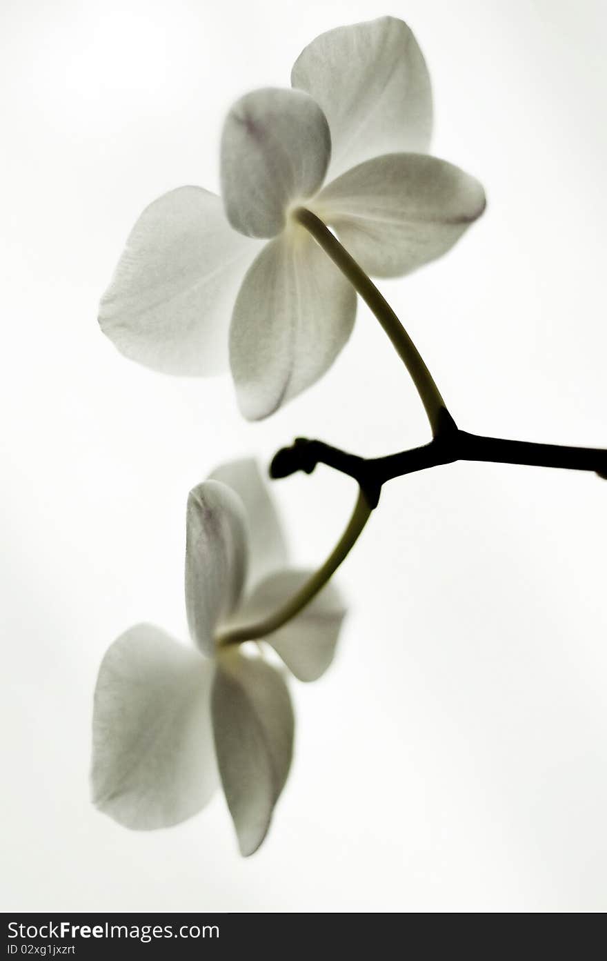 White orchids against white background.