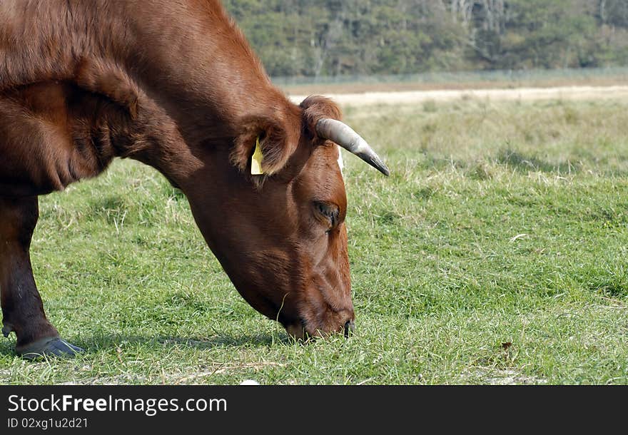 Red Danish cow grazing on a coastline field in Denmark. Old Danish race called Agersoekvaeg