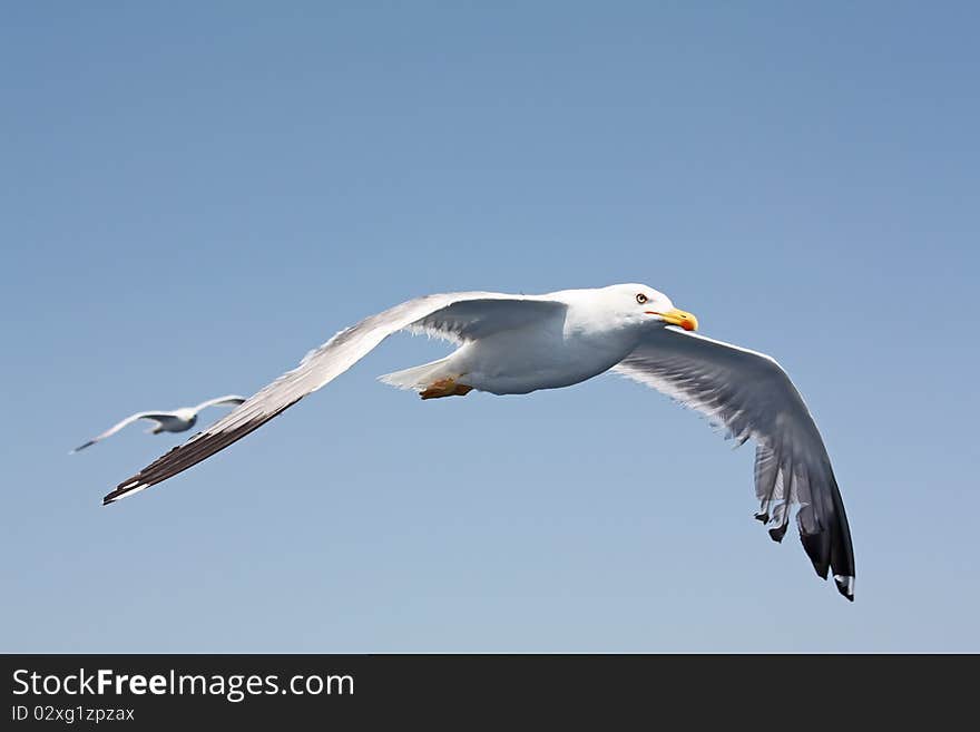 White seagull on the blue sky