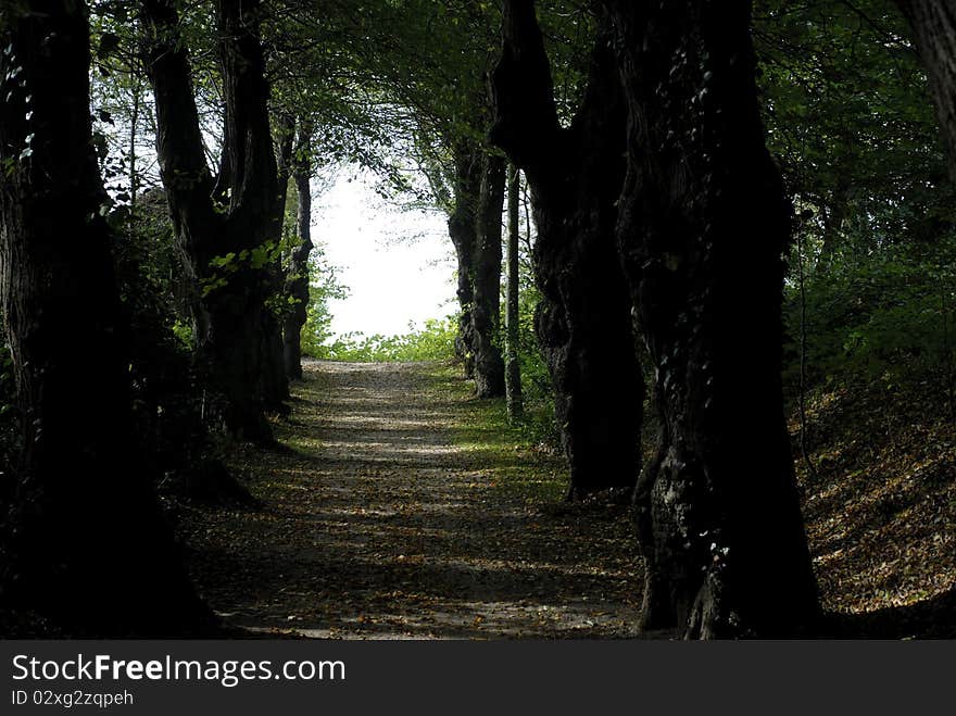 Danish park and forest avenue to the light close to the sea.