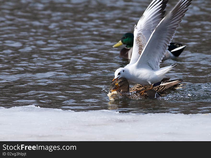 Gull Fighting With Ducks