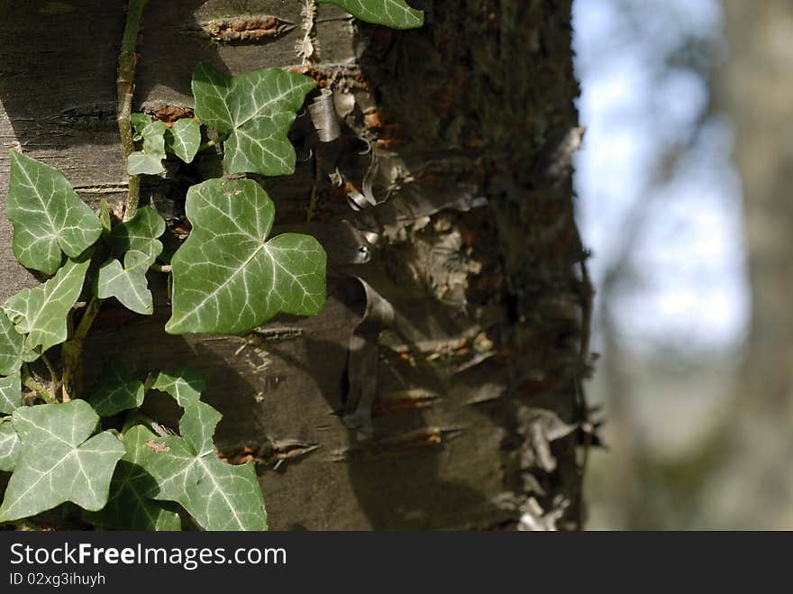 Close-up ivy