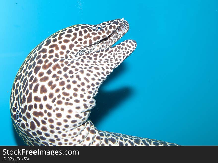 Tessalata Eel Portrait