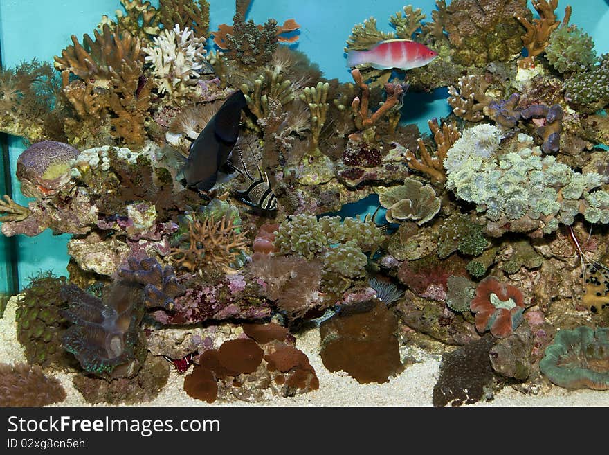 Coral Reef Fishes