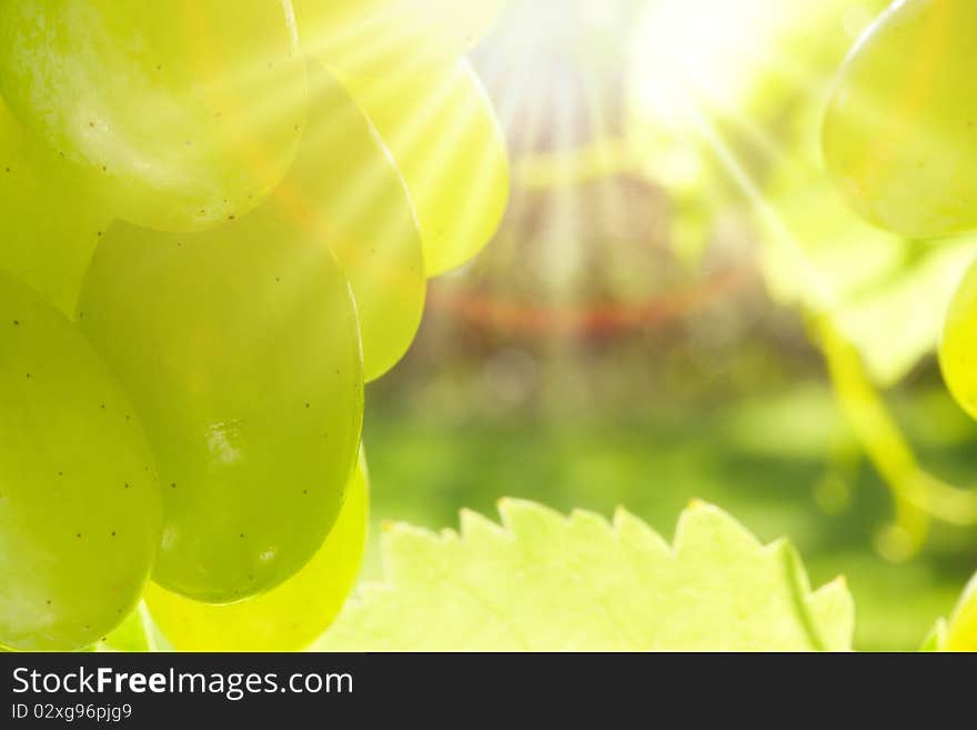 Green grapes in the garden. Green grapes in the garden.