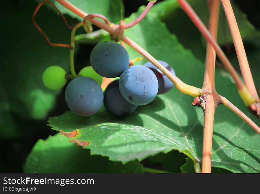 Photo of blue vine grapes. Photo of blue vine grapes