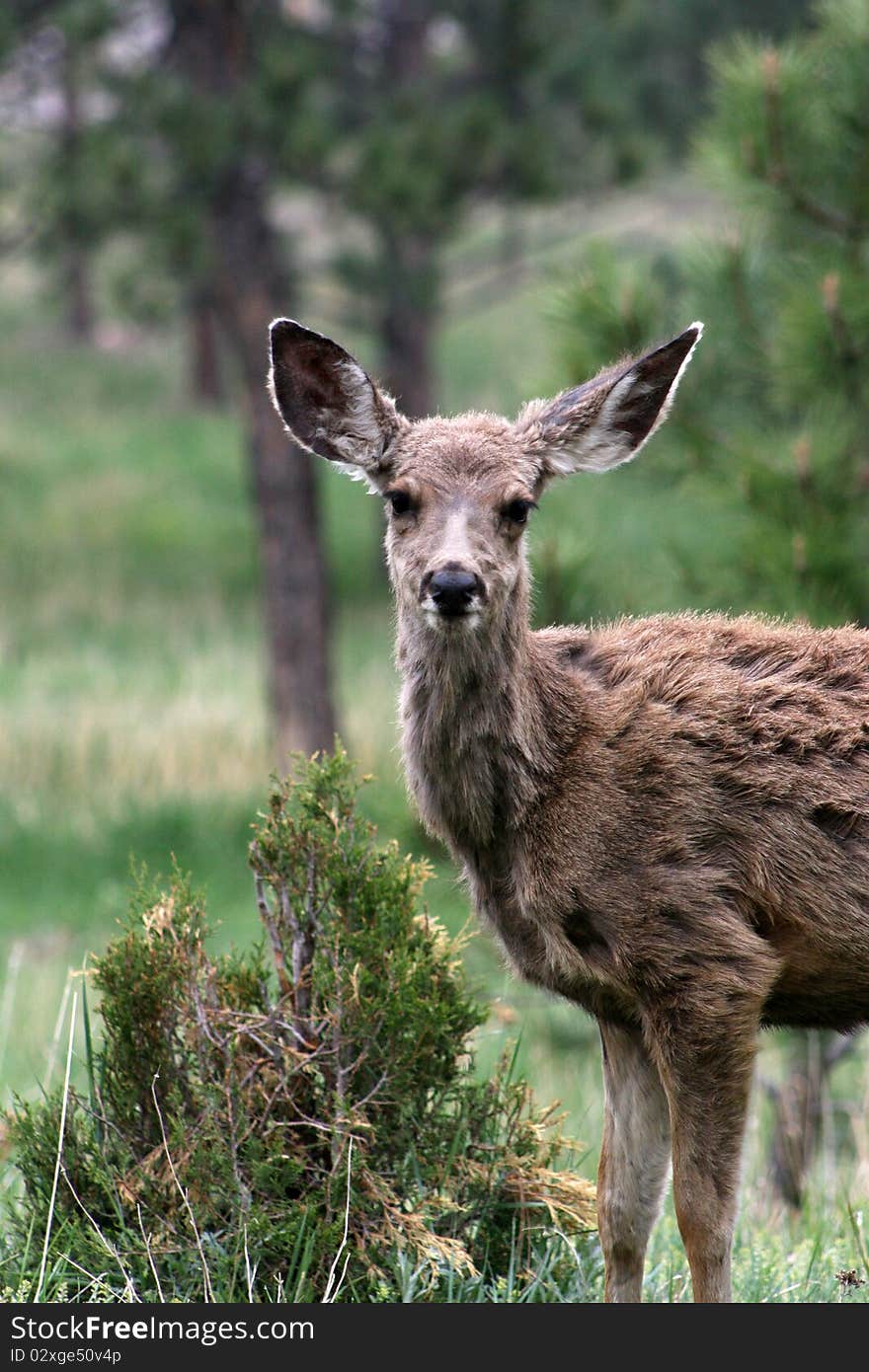 Female mule deer as the season changes from winter to spring.