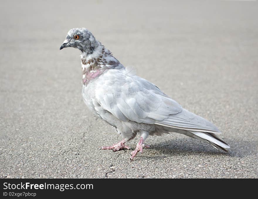 Grey pigeon walking on pavement with blurry background