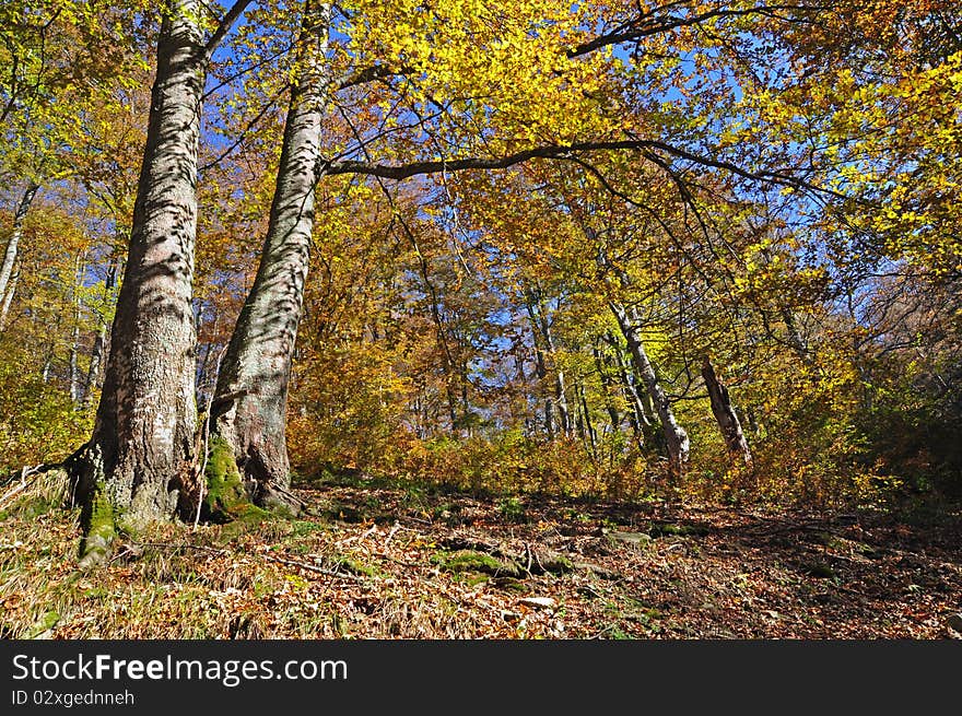 Beechen Autumn Wood.