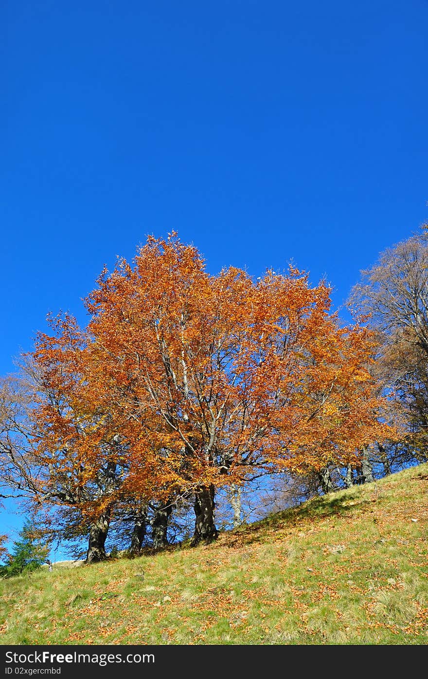 Autumn on a hillside.