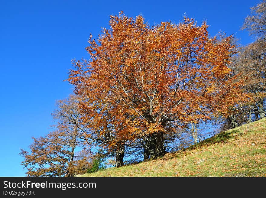 Autumn on a hillside.