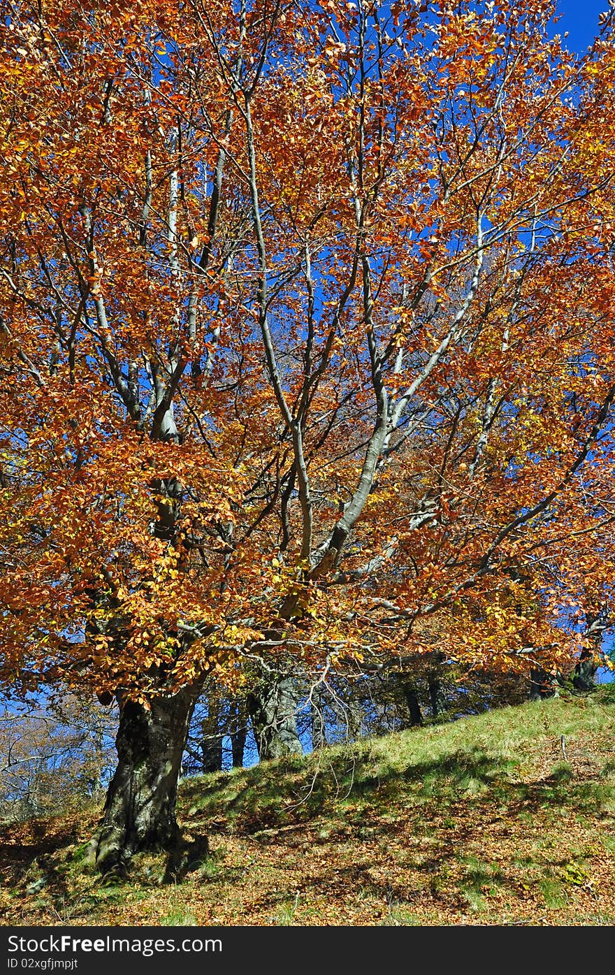 Autumn on a hillside.