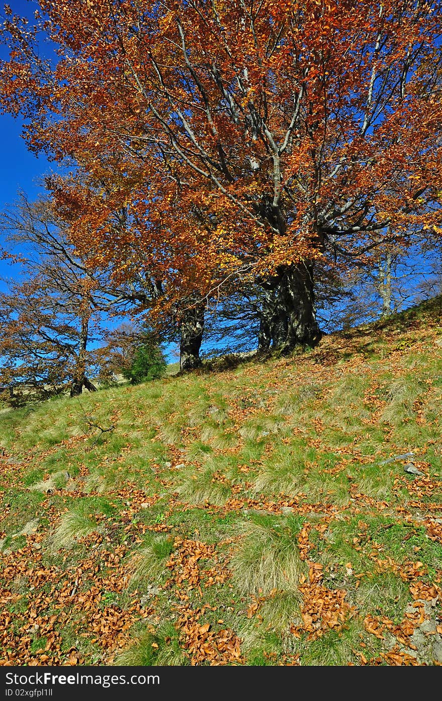 Autumn On A Hillside.